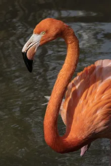 American flamingo