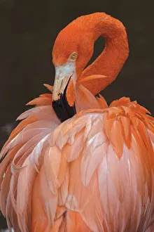 Preening Prints: American flamingo preening feathers