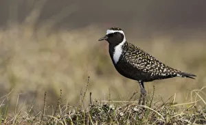 American Golden Plover