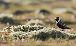Shorebird Prints: American golden plover silhouette on the Arctic tundra