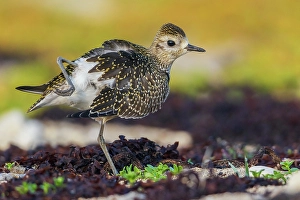 Shorebird Prints: American golden plover stretching