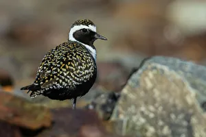Shorebird Prints: American golden-plover taking shelter among the rocks, Alaska arctic tundra, USA
