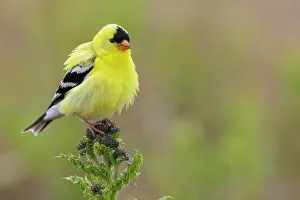 Images Dated 16th January 2023: American goldfinch atop thistle buds, USA, Washington State