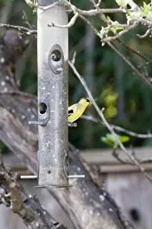Images Dated 22nd March 2007: American Goldfinch at backyard feeder holding sunflower seeds in Santa Cruz CA