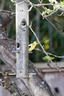 Feeder Prints: American Goldfinch at backyard feeder holding sunflower seeds in Santa Cruz CA