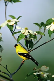 Golden Prints: American Goldfinch (Carduelis tristis) male in Dogwood Tree (Cornus florida), Marion Co