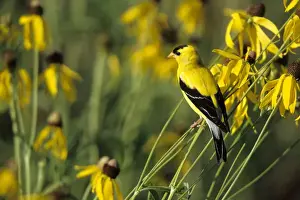 American Goldfinch (Carduelis tristis) male on Gray-headed Coneflowers (Ratibida pinnata)