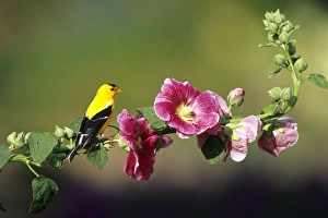 Images Dated 29th October 2015: American Goldfinch (Carduelis tristis) male on Hollyhock (Alcea rosea) Marion Co. IL