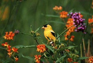 Images Dated 22nd December 2015: American Goldfinch (Carduelis tristis) male on Verbena bonariensis & Butterfly Milkweed