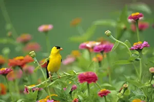 Images Dated 22nd December 2015: American Goldfinch (Carduelis tristis) male on zinnia (Zinnia sp. ) Marion Co. IL