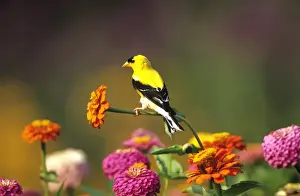 American Goldfinch (Carduelis tristis) male on Zinnias in garden, Marion Co. IL