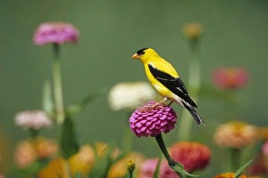 Images Dated 29th October 2015: American Goldfinch (Carduelis tristis) male on Zinnias in garden, Marion Co. IL