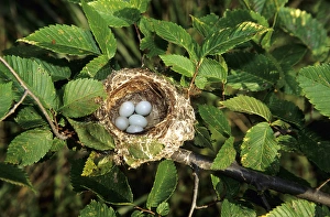 Images Dated 29th October 2015: American Goldfinch (Carduelis tristis) nest with 5 eggs, Marion Co. IL