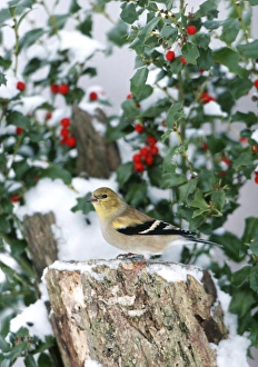 Images Dated 29th October 2015: American Goldfinch (Carduelis tristis) on stump near China Holly (Ilex cornuta) in winter