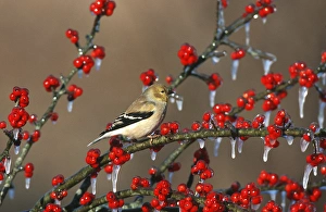 Images Dated 22nd December 2015: American Goldfinch (Carduelis tristis) - winter plumage, in icy Green Hawthorn (Crataegus