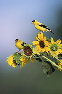 Sunflower Prints: American Goldfinch male (Carduelis tristis) on Common Sunflower (Helianthus annuus), IL