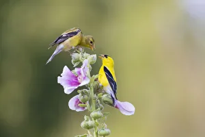 Images Dated 2nd November 2021: American goldfinch male and female on hollyhock, Marion County, Illinois