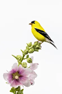 Images Dated 2nd November 2021: American goldfinch male on hollyhock, Marion County, Illinois
