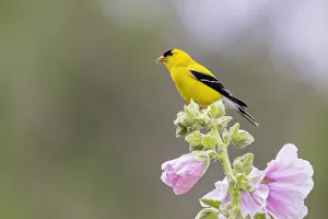 Images Dated 2nd November 2021: American goldfinch male on hollyhock, Marion County, Illinois