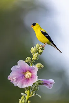 Songbird Prints: American goldfinch male on hollyhock, Marion County, Illinois