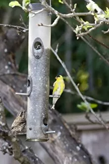Images Dated 22nd March 2007: American Goldfinch and sparrow at backyard feeder holding sunflower seeds in Santa Cruz CA