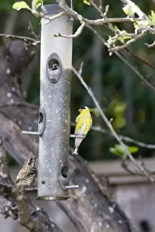 Feeder Prints: American Goldfinch and sparrow at backyard feeder holding sunflower seeds in Santa Cruz CA