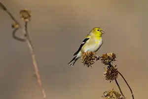 Images Dated 22nd November 2014: American Goldfinch (Spinus tristis) feeding on sunflower seeds