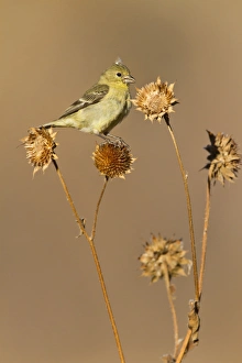 Images Dated 30th November 2011: American Goldfinch (Spinus tristis) feeding on wild sunflower seeds, New Mexico