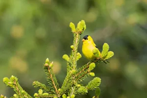 American Goldfinch (Spinus tristis) male in spruce tree, Marion County, Illinois