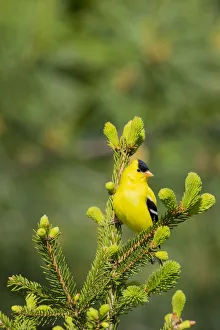 Spruce Prints: American Goldfinch (Spinus tristis) male in spruce tree, Marion County, Illinois