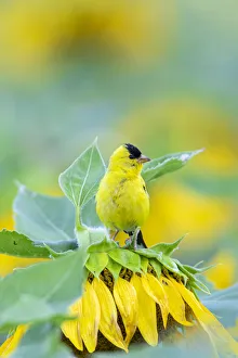 Prints of American Goldfinch (Spinus tristis) male on Sunflower Sam Parr St. Pk. Jasper County, Illinois Images Dated 2020 May: American Goldfinch (Spinus tristis) male on Sunflower Sam Parr St. Pk