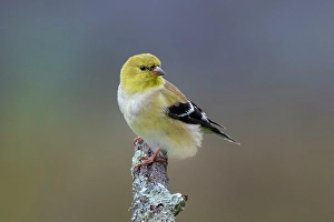 Plumage Prints: American goldfinch transitioning from winter to breeding plumage, Kentucky