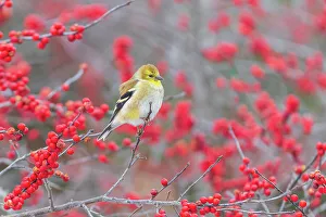 Songbird Prints: American Goldfinch in winter plumage in Winterberry bush, Marion County, Illinois