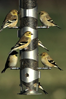 Feeder Prints: American Goldfinches (Cardeulis tristis) at nyjer / thistle tube feeder, Marion Co. IL