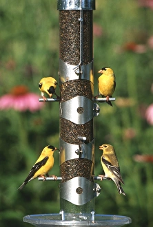 Feeder Prints: American Goldfinches (Carduelis tristis) males and female on nyjer / thistle tube feeder
