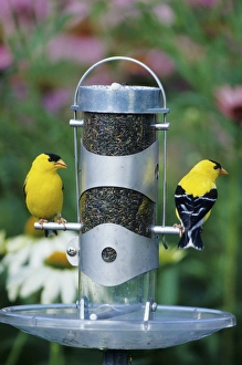 Images Dated 29th October 2015: American Goldfinches (Carduelis tristis) males on nyjer tube feeder near flower garden