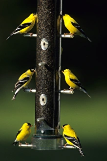 Images Dated 29th October 2015: American Goldfinches (Carduelis tristis) males on thistle feeder, Marion Co. IL