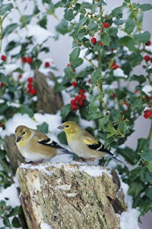 American Goldfinches (Carduelis tristis) on stump near China Holly (Ilex cornuta) in winter