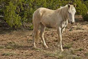 Farm Animal Prints: American Indian pony, Canyon de Chelly, Chinle, Arizona, USA