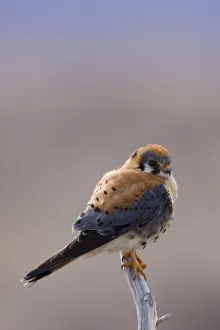 American Kestrel