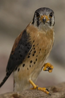 Images Dated 1st April 2007: American Kestrel (Falco sparverius) Ecuador, South America