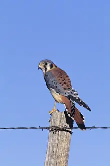 Fence Post Prints: American kestrel (Falco sparverius) male on fence post, Colorado