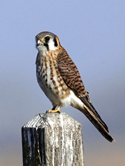 Looking At Camera Prints: The American Kestrel (Falco sparverius) is a small falcon, and the only kestrel found