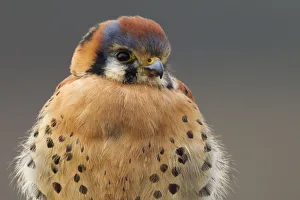 Falcon Prints: American Kestrel Hawk