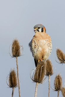 Raptor Prints: American kestrel scanning the nearby grassland for a potential meal