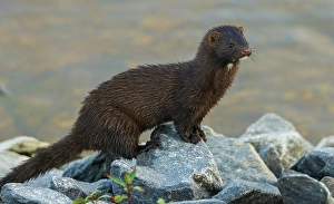 Sub Arctic Prints: American mink pauses for a moment while foraging along a river bank in the arctic country