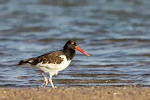 Shore Bird Prints: American oyster catcher in Fort DeSoto State Park, Florida, USA