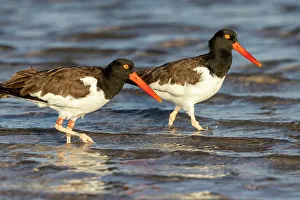 Couple Prints: American oyster catchers in Fort DeSoto State Park, Florida, USA