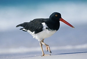 American Oystercatcher, (Haematopus palliatus), Hood Island, Galapagos Islands, Ecuador