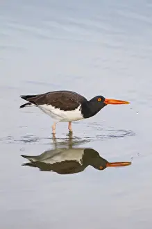 American Oystercatcher (Haematopus palliatus) drinking